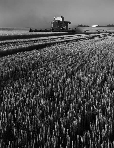 combine in wheat field.jpg